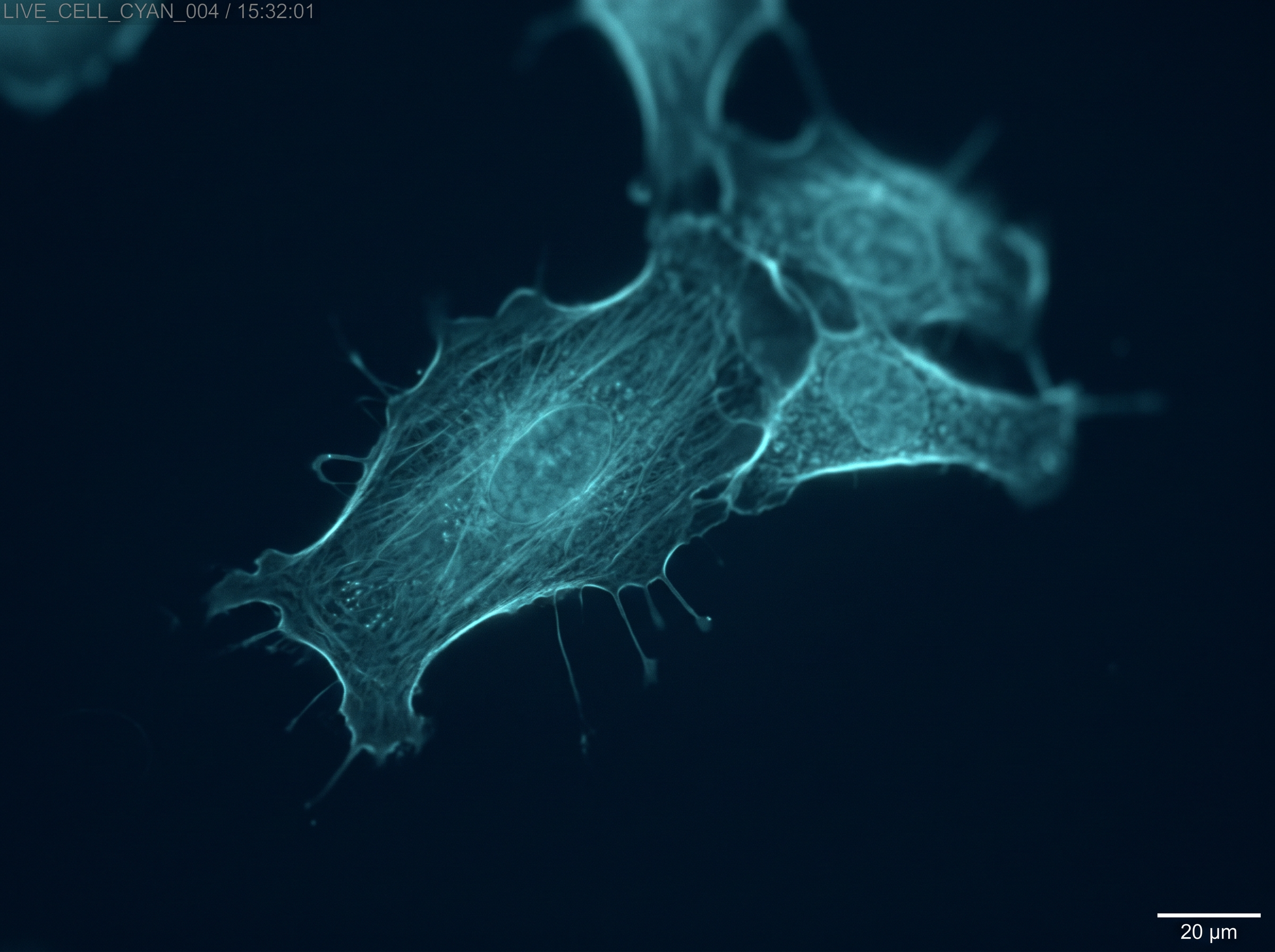 Microscopy image of live cells illuminated by extremely low-intensity light